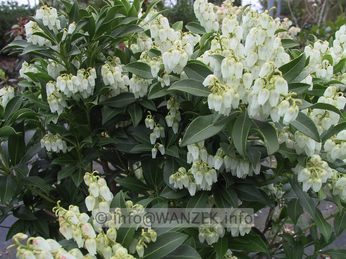 Pieris japonica Purity 02.jpg